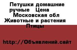 Петушки домашние ручные › Цена ­ 699 - Московская обл. Животные и растения » Птицы   